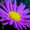 Aster ericoides 'Blue Wonder' Pot 9 cm