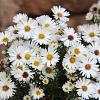 Aster (D) 'Kristina' Pot 9 cm