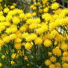 Aster linosyris Pot 9 cm