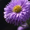 Aster n.-b. 'Dauerblau' Pot 9 cm