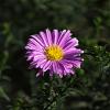 Aster (D) 'Peter Pan' Pot 9 cm