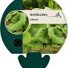 Astilboides tabularis Pot 9 cm