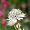 Astrantia maj. 'Alba' Pot 9 cm