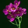 Aubrieta 'Bressingham Red' Pot 9 cm