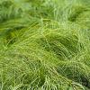 Carex 'Phoenix Green' Pot 9 cm
