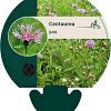 Centaurea jacea Pot 9 cm
