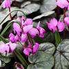 Cyclamen coum 'Silver Leaf' Pot 9 cm