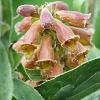 Digitalis parviflora Pot 9 cm