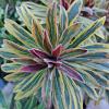 Euphorbia 'Ascot Rainbow' Pot 9 cm