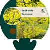 Euphorbia 'Ascot Rainbow' Pot 9 cm