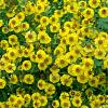 Helenium 'Kanaria' Pot 9 cm