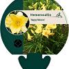Hemerocallis 'Happy Returns' Pot 9 cm