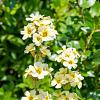 Sisyrinchium striatum Pot 9 cm