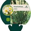 Sisyrinchium striatum Pot 9 cm