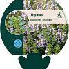 Thymus puleg. 'Splendens' Pot 9 cm