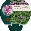 Vernonia crinita 'Mammuth' Pot 9 cm