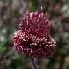Allium 'Red Mohican' Pot 9 cm