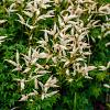 Aruncus 'Horatio' Pot 9 cm