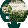 Aruncus 'Horatio' Pot 9 cm