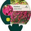 Dianthus delt. 'Brilliant' Pot 9 cm