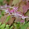 Epimedium 'Aziatic Hybrid' Pot 9 cm