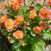 Geum 'Mango Lassi' Pot 9 cm
