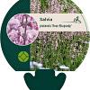 Salvia prat. 'Rose Rhapsody' Pot 9 cm