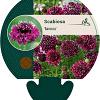 Scabiosa 'Barocca' Pot 9 cm