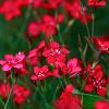 Dianthus delt. 'Flashing Light' Pot 9 cm