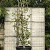 Parrotia persica Pot 230 Liter 400 - 450 cm