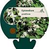 Epimedium grandiflorum Pot 9 cm