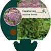 Eupatorium mac. 'Phantom' Pot 9 cm