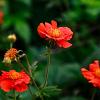 Geum coccineum 'Tosai' Pot 9 cm