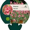 Diascia 'Ruby Field' Pot 9 cm