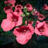 Diascia 'Ruby Field' Pot 9 cm