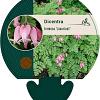 Dicentra formosa 'Luxuriant' Pot 9 cm