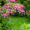 Dicentra formosa 'Luxuriant' Pot 9 cm