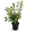 Viburnum tinus Pot 3 Liter 