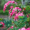 Dicentra spectabilis Pot 9 cm