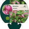 Dicentra spectabilis Pot 9 cm