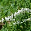 Dicentra spectabilis 'Alba' Pot 9 cm