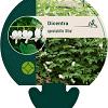 Dicentra spectabilis 'Alba' Pot 9 cm
