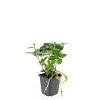 Pachysandra terminalis Pot 9 cm
