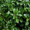 Pachysandra terminalis Pot 9 cm