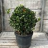 Laurus nobilis Bolvorm 50-60 cm