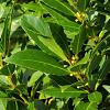 Laurus nobilis Bolvorm 50-60 cm