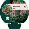 Dictamnus albus Pot 9 cm
