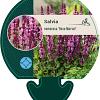 Salvia nem. 'Rose Marvel' Pot 9 cm