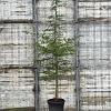 Cedrus deod. 'Aurea' Pot 50 Liter 200 - 250 cm