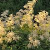 Aruncus 'Chantilly Lace' Pot 9 cm